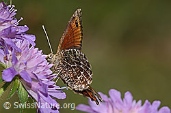 Foto: Marmorierter Mohrenfalter (Erebia montana) auf Wald-Witwenblume (Knautia dipsacifolia)