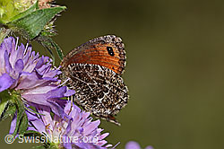 Marmorierter Mohrenfalter (Erebia montana) auf Wald-Witwenblume (Knautia dipsacifolia) (31.08.2024, C313142)