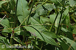 Knautia dipsacifolia (C313143)