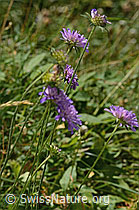 Wald-Witwenblume (Knautia dipsacifolia) (31.08.2024, C313144)