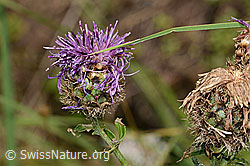 Alpen-Flockenblume (Centaurea scabiosa ssp. alpestris) (31.08.2024, C313162)