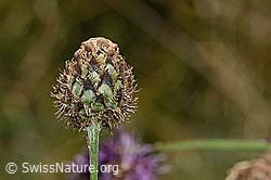 Alpen-Flockenblume (Centaurea scabiosa ssp. alpestris) (31.08.2024, C313164)