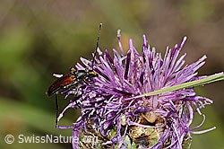 Alpen-Flockenblume (Centaurea scabiosa ssp. alpestris)