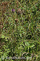 Centaurea scabiosa ssp. alpestris (C313167) Centaurea scabiosa ssp. alpestris (C313167)