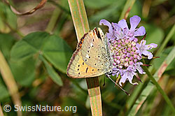 Dukatenfalter (Lycaena virgaureae) auf Glänzender Skabiose (Scabiosa lucida) (C313201) Dukatenfalter (Lycaena virgaureae) auf Glänzender Skabiose (Scabiosa lucida) (C313201)