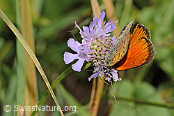Dukatenfalter (Lycaena virgaureae) auf Glänzender Skabiose (Scabiosa lucida)
