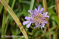 Glänzende Skabiose (Scabiosa lucida) (C313203) Glänzende Skabiose (Scabiosa lucida) (C313203)