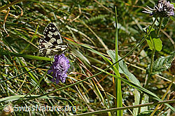 Schachbrett (Melanargia galathea) auf Blume (31.08.2024, C313222)