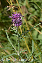 Alpen-Flockenblume (Centaurea scabiosa ssp. alpestris) (31.08.2024, C313223)