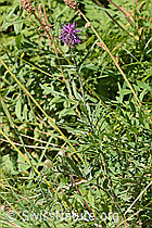 Centaurea scabiosa ssp. alpestris (C313224) Centaurea scabiosa ssp. alpestris (C313224)