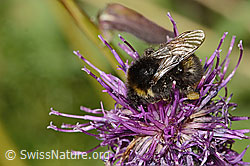 Bombus soroeensis on Centaurea scabiosa ssp. alpestris (C313225) Bombus soroeensis on Centaurea scabiosa ssp. alpestris (C313225)