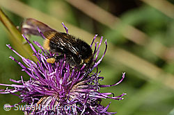 Distelhummel (Bombus soroeensis) auf Frühlings-Anemone (Pulsatilla vernalis)