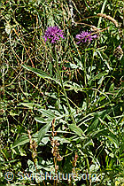 Centaurea montana (C313230)