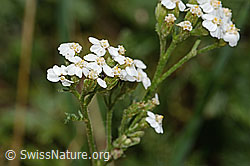 Gemeine Schafgarbe (Achillea millefolium) (31.08.2024, C313233)