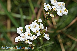 Achillea millefolium (C313234)