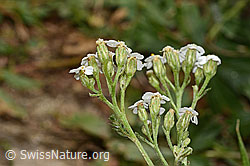 Achillea millefolium (C313236)