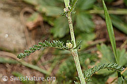 Gemeine Schafgarbe (Achillea millefolium) (31.08.2024, C313237)