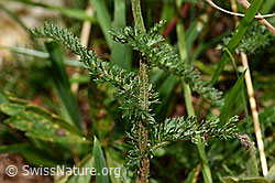 Achillea millefolium (C313238)