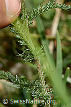 Achillea millefolium (C313240)