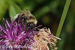 Alpen-Flockenblume (Centaurea scabiosa ssp. alpestris)