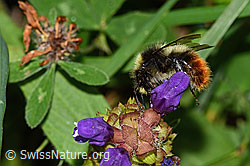 Berglandhummel (Bombus monticola) an Grossblütiger Brunelle (Prunella grandiflora) (C313245) Berglandhummel (Bombus monticola) an Grossblütiger Brunelle (Prunella grandiflora) (C313245)