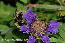 Berglandhummel (Bombus monticola) an Grossblütiger Brunelle (Prunella grandiflora) (C313247) Berglandhummel (Bombus monticola) an Grossblütiger Brunelle (Prunella grandiflora) (C313247)
