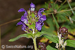 Grossblütige Brunelle (Prunella grandiflora) (C313251) Grossblütige Brunelle (Prunella grandiflora) (C313251)