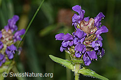 Grossblütige Brunelle (Prunella grandiflora) (C313252) Grossblütige Brunelle (Prunella grandiflora) (C313252)