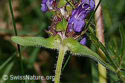Grossblütige Brunelle (Prunella grandiflora) (C313255) Grossblütige Brunelle (Prunella grandiflora) (C313255)
