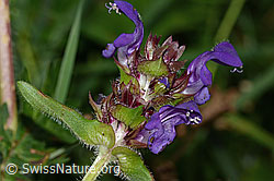 Grossblütige Brunelle (Prunella grandiflora) (C313256) Grossblütige Brunelle (Prunella grandiflora) (C313256)