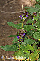 Grossblütige Brunelle (Prunella grandiflora) (C313257) Grossblütige Brunelle (Prunella grandiflora) (C313257)