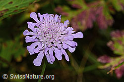 Glänzende Skabiose (Scabiosa lucida) (C313265) Glänzende Skabiose (Scabiosa lucida) (C313265)
