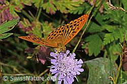 Kaisermantel (Argynnis paphia)