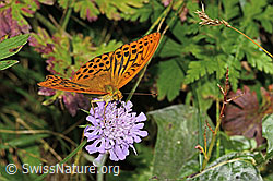 Kaisermantel (Argynnis paphia) auf Glänzender Skabiose (Scabiosa lucida) (C313267)