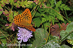 Kaisermantel (Argynnis paphia) auf Glänzender Skabiose (Scabiosa lucida) (C313268)
