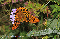 Kaisermantel (Argynnis paphia) auf Glänzender Skabiose (Scabiosa lucida) (C313270)