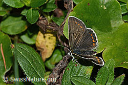 Grosser Sonnenröschen-Bläuling (Aricia artaxerxes) (C313273) Grosser Sonnenröschen-Bläuling (Aricia artaxerxes) (C313273)