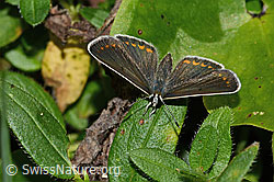Grosser Sonnenröschen-Bläuling (Aricia artaxerxes) (C313274) Grosser Sonnenröschen-Bläuling (Aricia artaxerxes) (C313274)