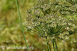 Berg-Laserkraut (Laserpitium siler) (31.08.2024, C313276)