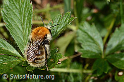 Veränderliche Hummel (Bombus humilis) (C313300)
