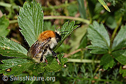 Veränderliche Hummel (Bombus humilis) (C313301)
