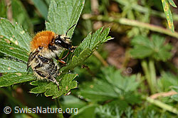 Veränderliche Hummel (Bombus humilis) (C313306)