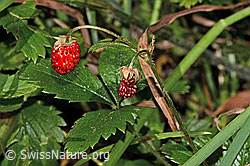 Wald-Erdbeere (Fragaria vesca) (31.08.2024, C313315)