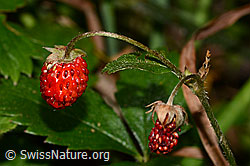 Wald-Erdbeere (Fragaria vesca) (31.08.2024, C313316)
