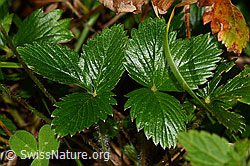 Fragaria vesca (C313321)