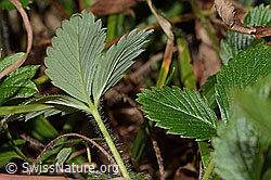 Fragaria vesca (C313323)