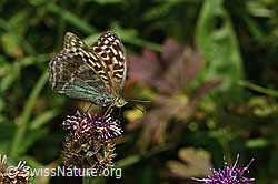 Kaisermantel valesina (Argynnis paphia f. valesina) auf Alpen-Flockenblume (Centaurea scabiosa ssp. alpestris)