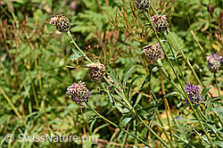 Centaurea scabiosa ssp. alpestris (C313342) Centaurea scabiosa ssp. alpestris (C313342)