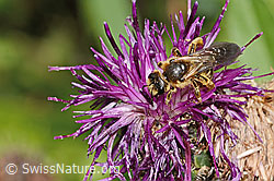 Rotbeinige Furchenbiene (Halictus rubicundus) auf Alpen-Flockenblume (Centaurea scabiosa ssp. alpestris) (31.08.2024, C313348)