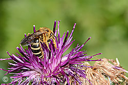 Halictus rubicundus on Centaurea scabiosa ssp. alpestris (C313352) Halictus rubicundus on Centaurea scabiosa ssp. alpestris (C313352)